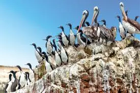 pinguinos de humbodt