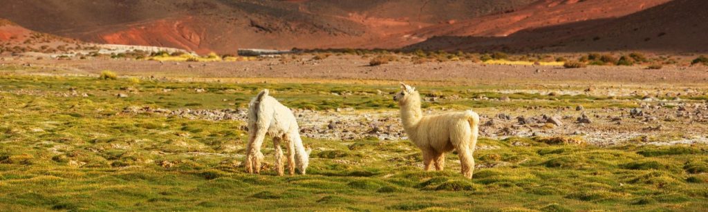 tours cusco miski killa travel