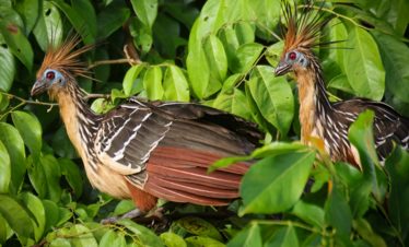fauna