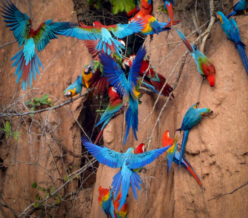 loros