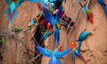 loros