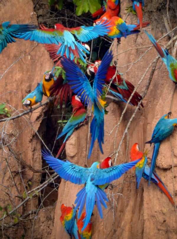 loros