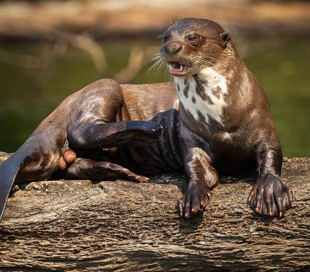 nutria