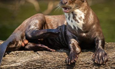 nutria