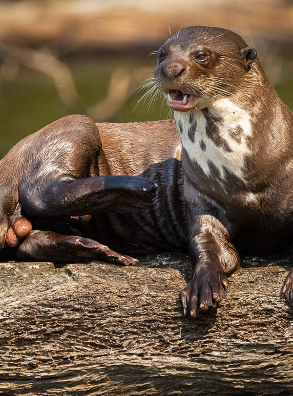 nutria