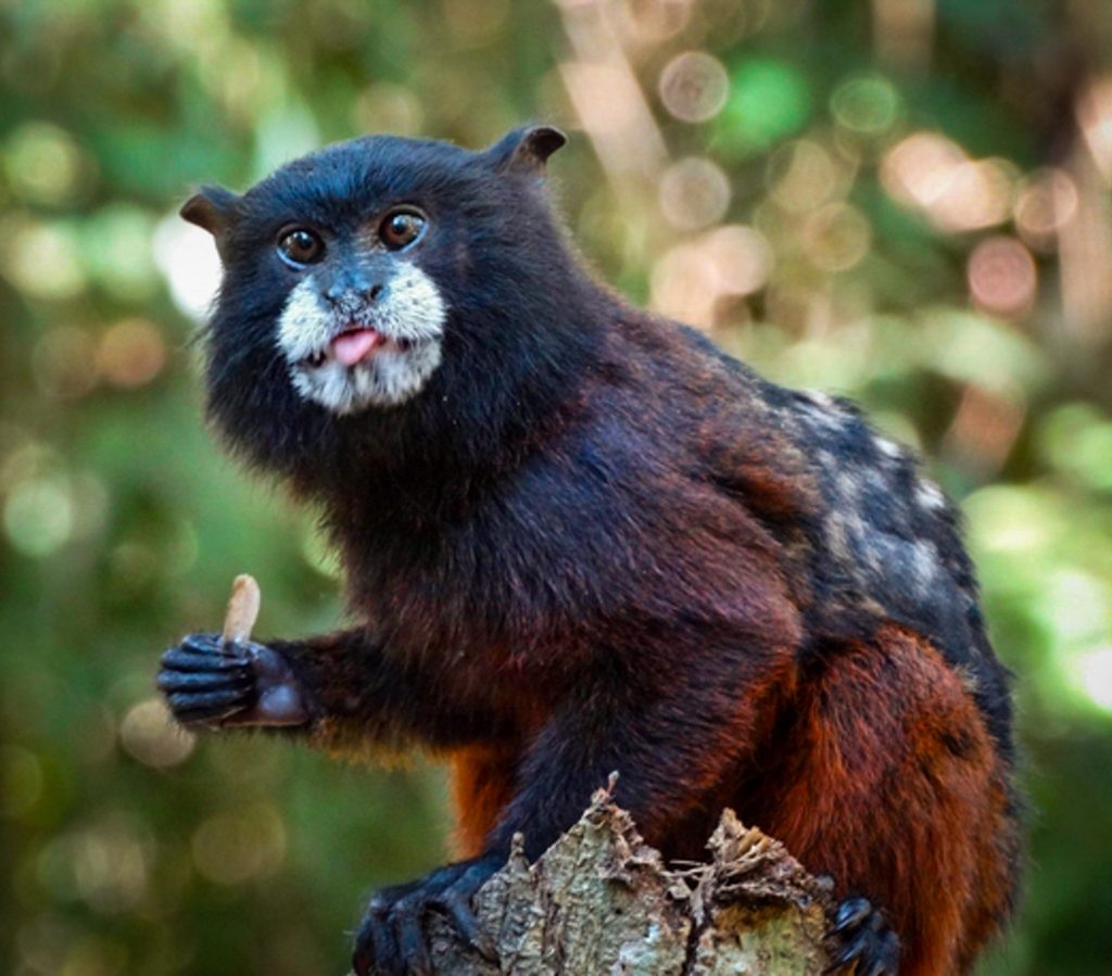 reserva tambopata