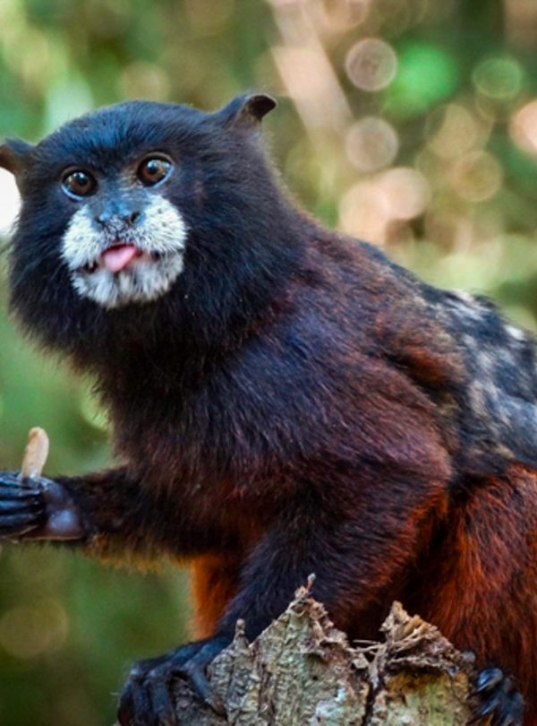 reserva tambopata